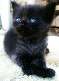 Close-up portrait of cat