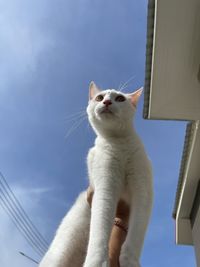 Low angle view of white cat against sky