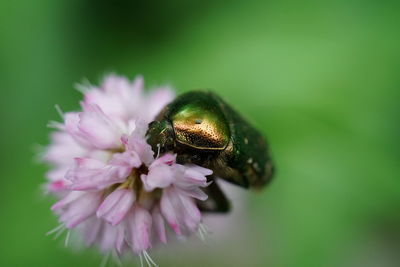 Close-up of bee pollinating on purple flower