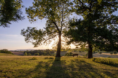 Trees on field against sky