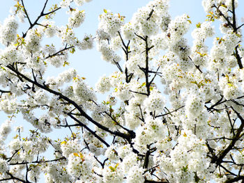 Low angle view of cherry blossom