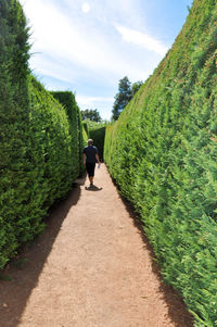 Man walking on footpath amidst hedge against sky