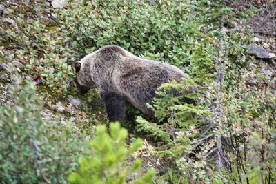 Side view of elephant on land