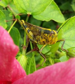 Close-up of insect on plant