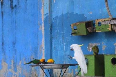 Close-up of birds perching on wooden door