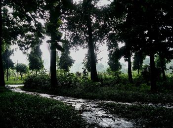 Trees growing in a park