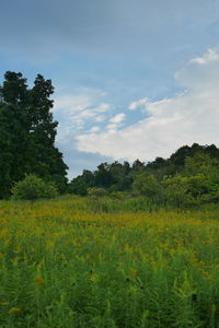Scenic view of field against sky