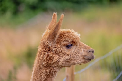 Alpaca that likes to be photographed