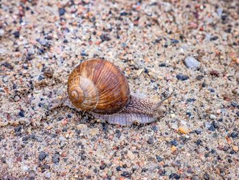 High angle view of snail on land