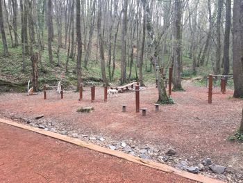 Trees on field in forest