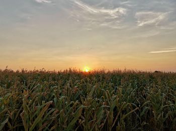 Crops growing on field against sky during sunset