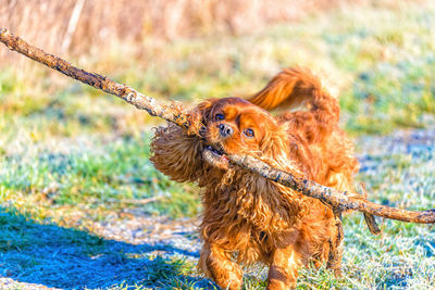 Close-up of a dog looking away on field