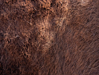 Focus to hairs direction in the horse fur. brown horse spring skin after brushing of warm winter fur
