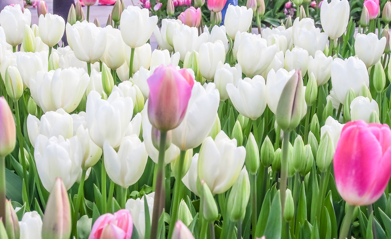 CLOSE-UP OF TULIPS BLOOMING IN PARK