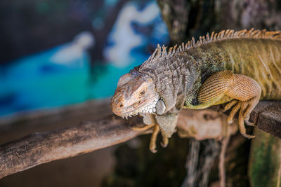 A lizard that crawls on bali