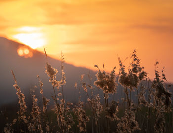 Plants growing on field against sky during sunset