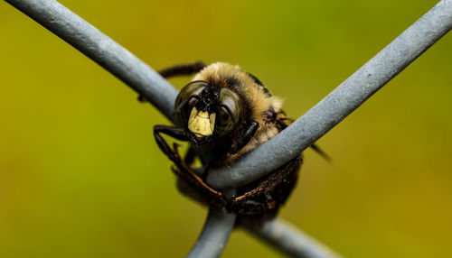 Close-up of insect on plant
