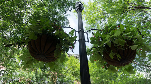 Low angle view of plants