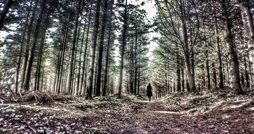 Bare trees in forest