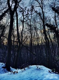 Trees on snow covered landscape