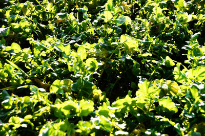 Green leaves on tree