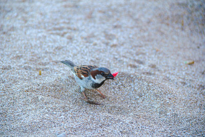 High angle view of bird on land. sparrows and earwigs soaring between the sand and the sea.