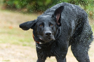 Close-up of wet black dog shaking water on field