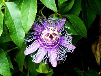 Close-up of purple flower blooming outdoors