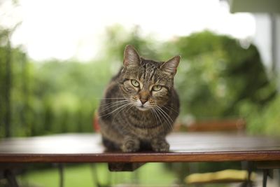 Close-up portrait of cat sitting outdoors