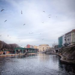 Birds flying over wet city during rainy season