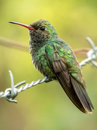 Close-up of bird perching on twig