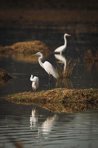 Gray heron in lake