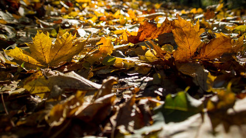 Close-up of leaves on ground