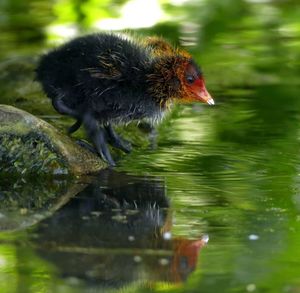 Duck swimming in a lake