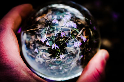 Close-up of person holding multi colored purple flower