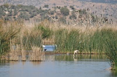 View of birds in lake