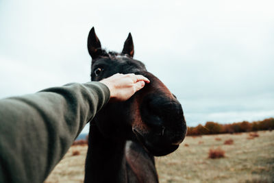 Cropped hand stroking horse against sky