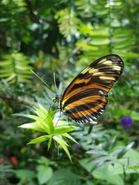 Close-up of butterfly on leaf