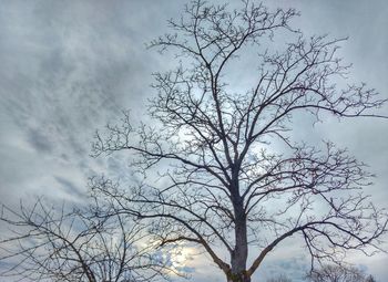 Low angle view of bare tree against sky