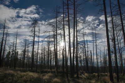 Scenic view of forest against sky