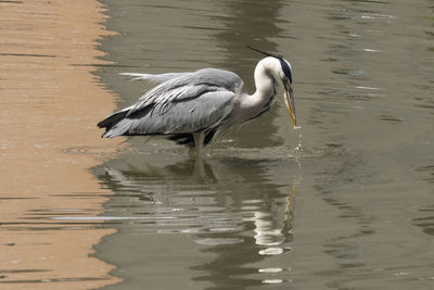 Side view of a duck in water