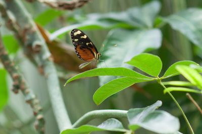 Close-up of butterfly on leaf