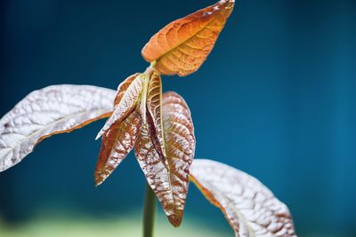 Close-up of dry leaves