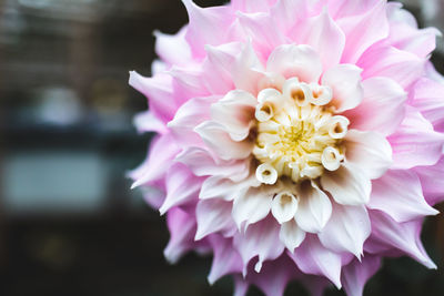 Close-up of pink dahlia