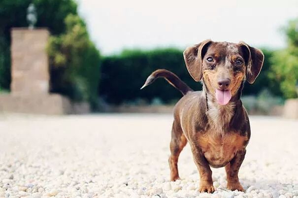 animal themes, dog, one animal, domestic animals, pets, mammal, focus on foreground, portrait, looking at camera, full length, field, pet collar, sitting, selective focus, close-up, front view, no people, zoology, two animals