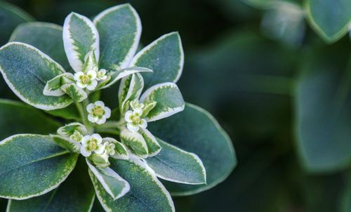 Close-up of succulent plant