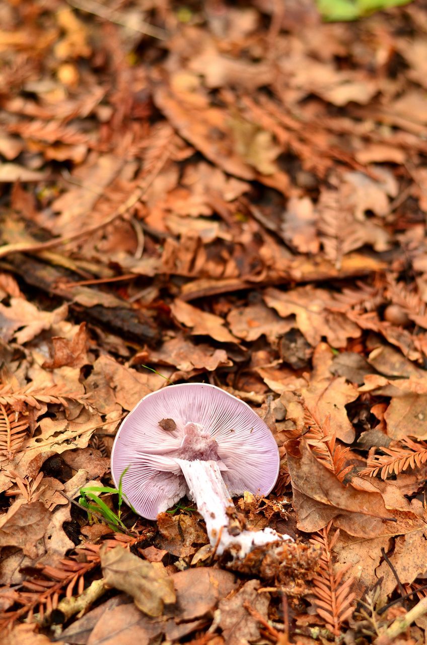 leaf, dry, autumn, close-up, high angle view, field, change, leaves, ground, nature, fallen, season, day, no people, messy, outdoors, dirt, fragility, selective focus, still life