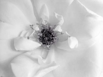 Close-up of white flowers