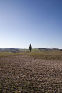 Scenic view of agricultural field against clear sky