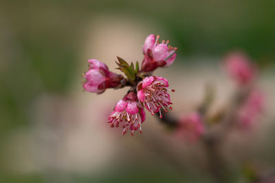 Marco picture of apricot flowers blooming on a branch , organic garden ,spring time in italy .